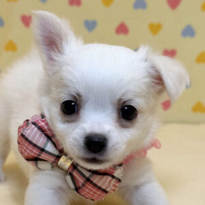 チワワ (ロングコート)