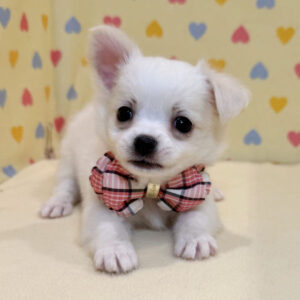 Alternative view of チワワ (ロングコート)