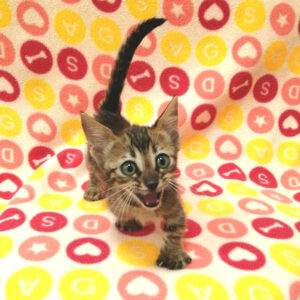 Alternative view of ジェネッタ