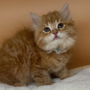 Alternative view of ミヌエット