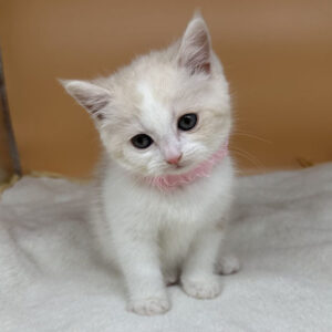 Alternative view of マンチカン