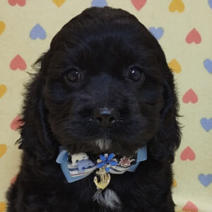 アメリカン・コッカー・スパニエル