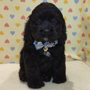 Alternative view of アメリカン・コッカー・スパニエル