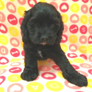 Alternative view of アメリカン・コッカー・スパニエル