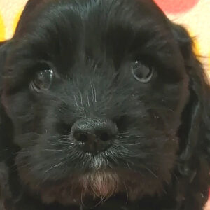 アメリカン・コッカー・スパニエル