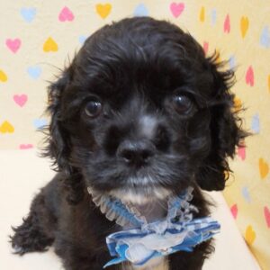 アメリカン・コッカー・スパニエル