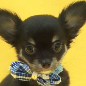 チワワ (ロングコート)