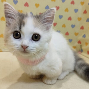 Alternative view of ミヌエット