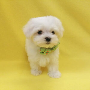 Alternative view of マルチーズ