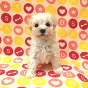 Alternative view of ミックス犬