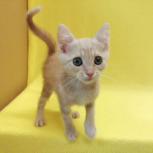 Alternative view of マンチカン