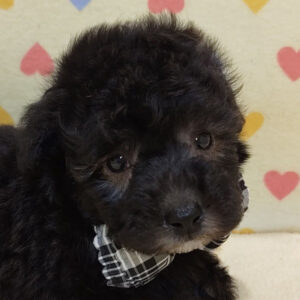 トイ・プードル