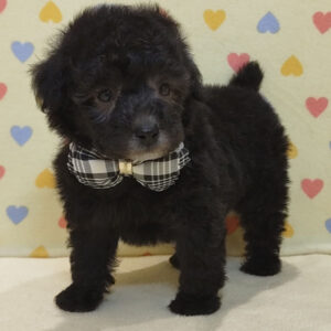 Alternative view of トイ・プードル