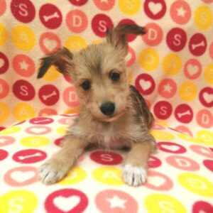 Alternative view of ミックス犬