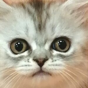 スコティッシュ・フォールド