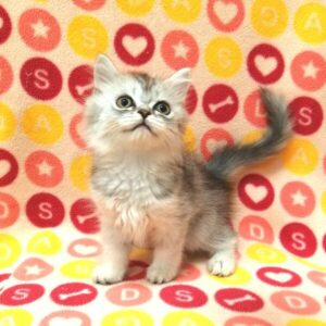 Alternative view of スコティッシュ・フォールド