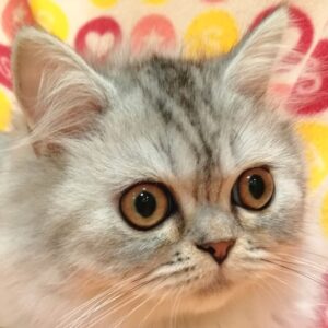 スコティッシュ・フォールド