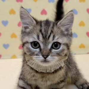 スコティッシュ・フォールド