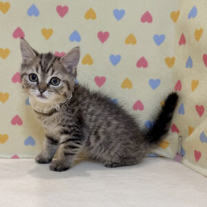 Alternative view of スコティッシュ・フォールド