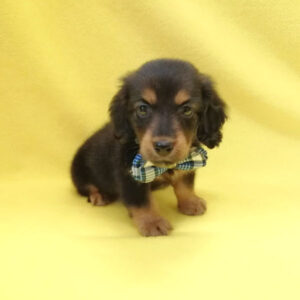 Alternative view of ミックス犬