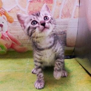 Alternative view of ベンガル