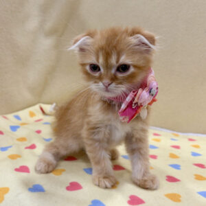 Alternative view of スコティッシュ・フォールド