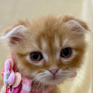 スコティッシュ・フォールド