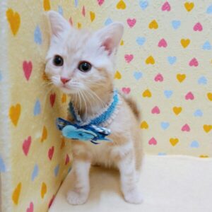 Alternative view of マンチカン