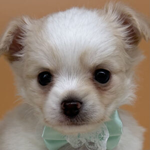 チワワ (ロングコート)