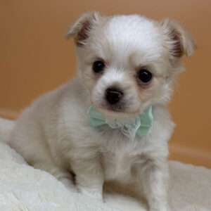 Alternative view of チワワ (ロングコート)