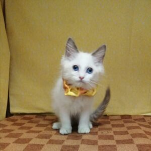 Alternative view of ラグドール