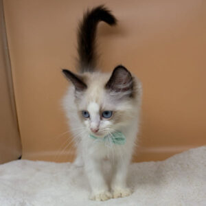 Alternative view of ラグドール