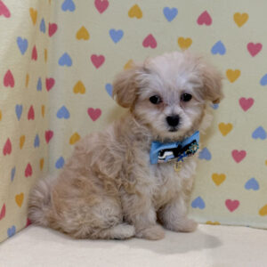 Alternative view of ミックス犬