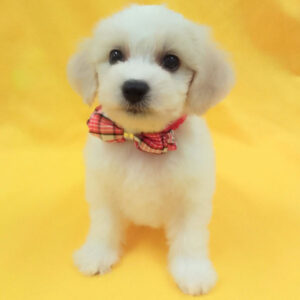 Alternative view of ミックス犬