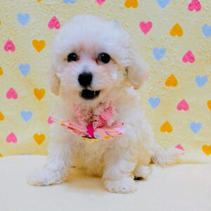 Alternative view of トイ・プードル