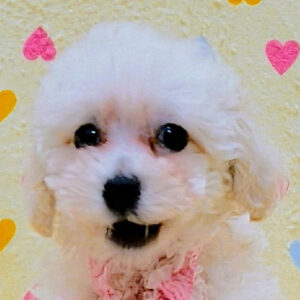 トイ・プードル