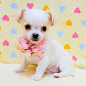 Alternative view of チワワ (ロングコート)