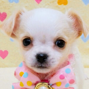 チワワ (ロングコート)