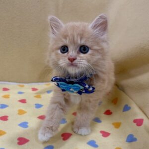 Alternative view of ミヌエット