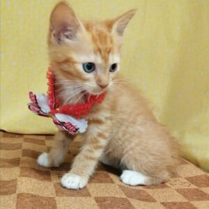 Alternative view of マンチカン