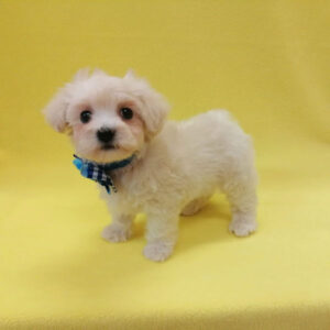 Alternative view of ミックス犬