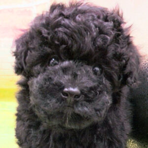 トイ・プードル