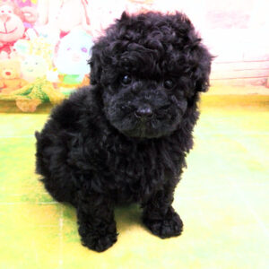 Alternative view of トイ・プードル