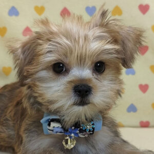 ミックス犬