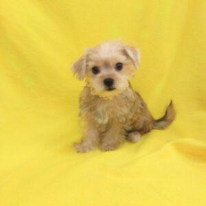 Alternative view of ミックス犬