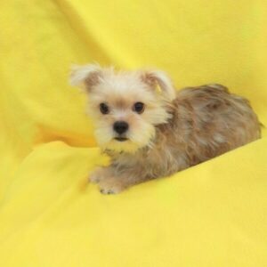 Alternative view of ミックス犬