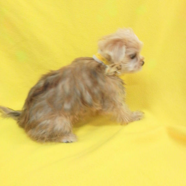 ミックス犬 - 画像 (3)