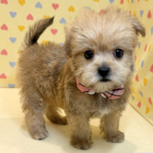 Alternative view of ミックス犬