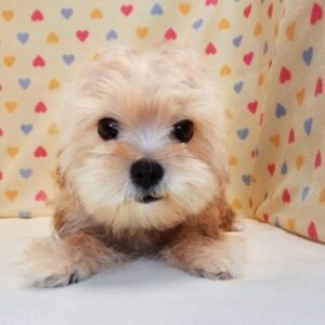 Alternative view of ミックス犬