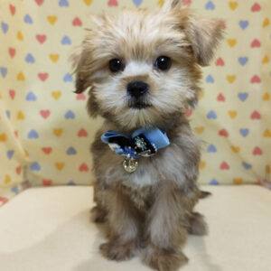 Alternative view of ミックス犬